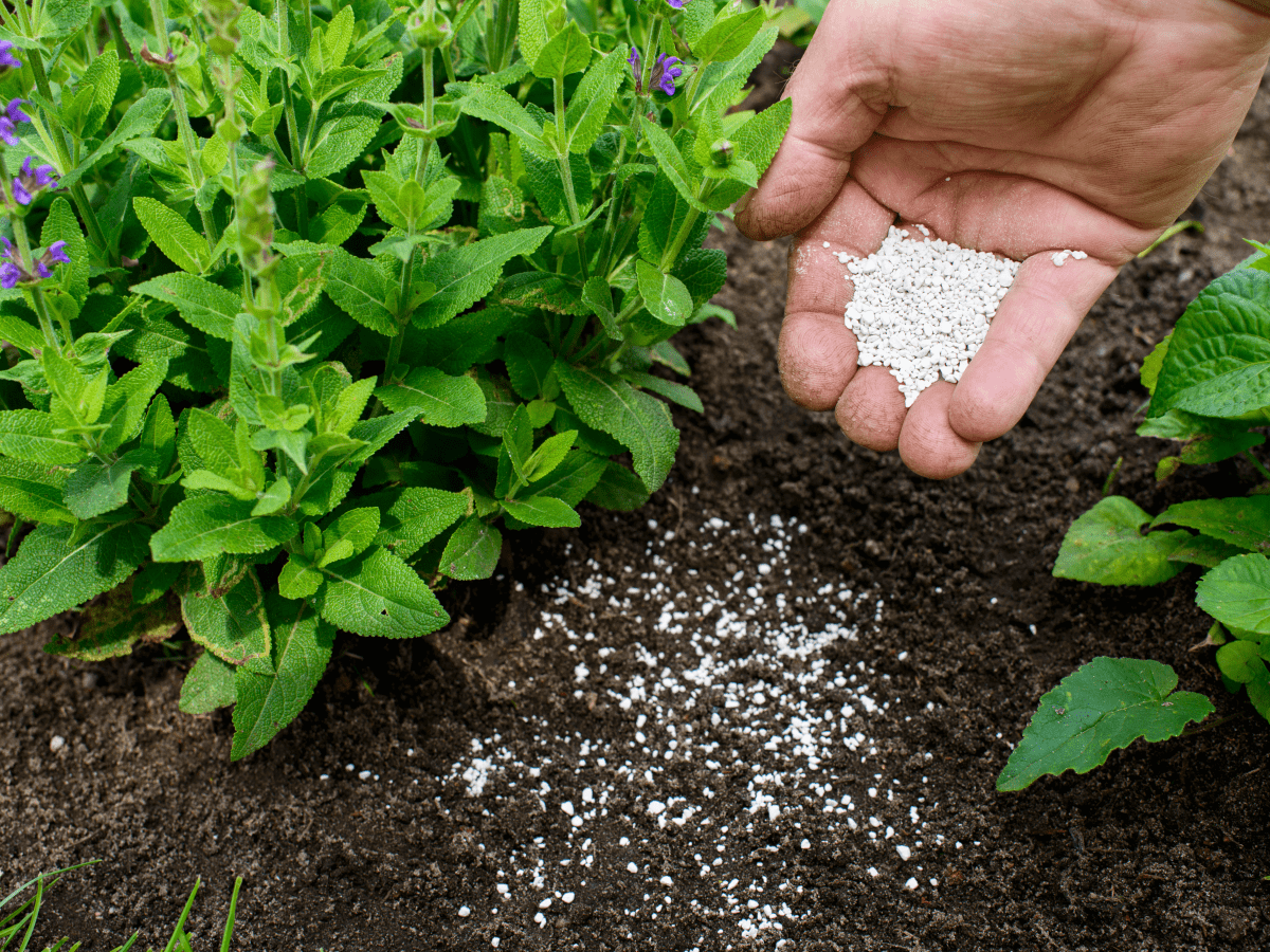 How to Treat an Over Fertilized Plant Dengarden