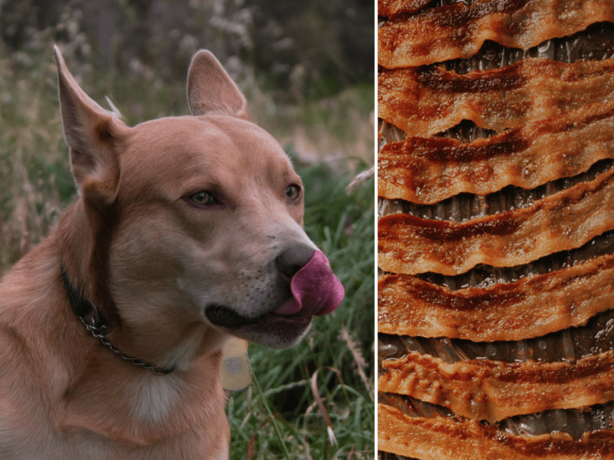 Dog talking to store owner about bacon