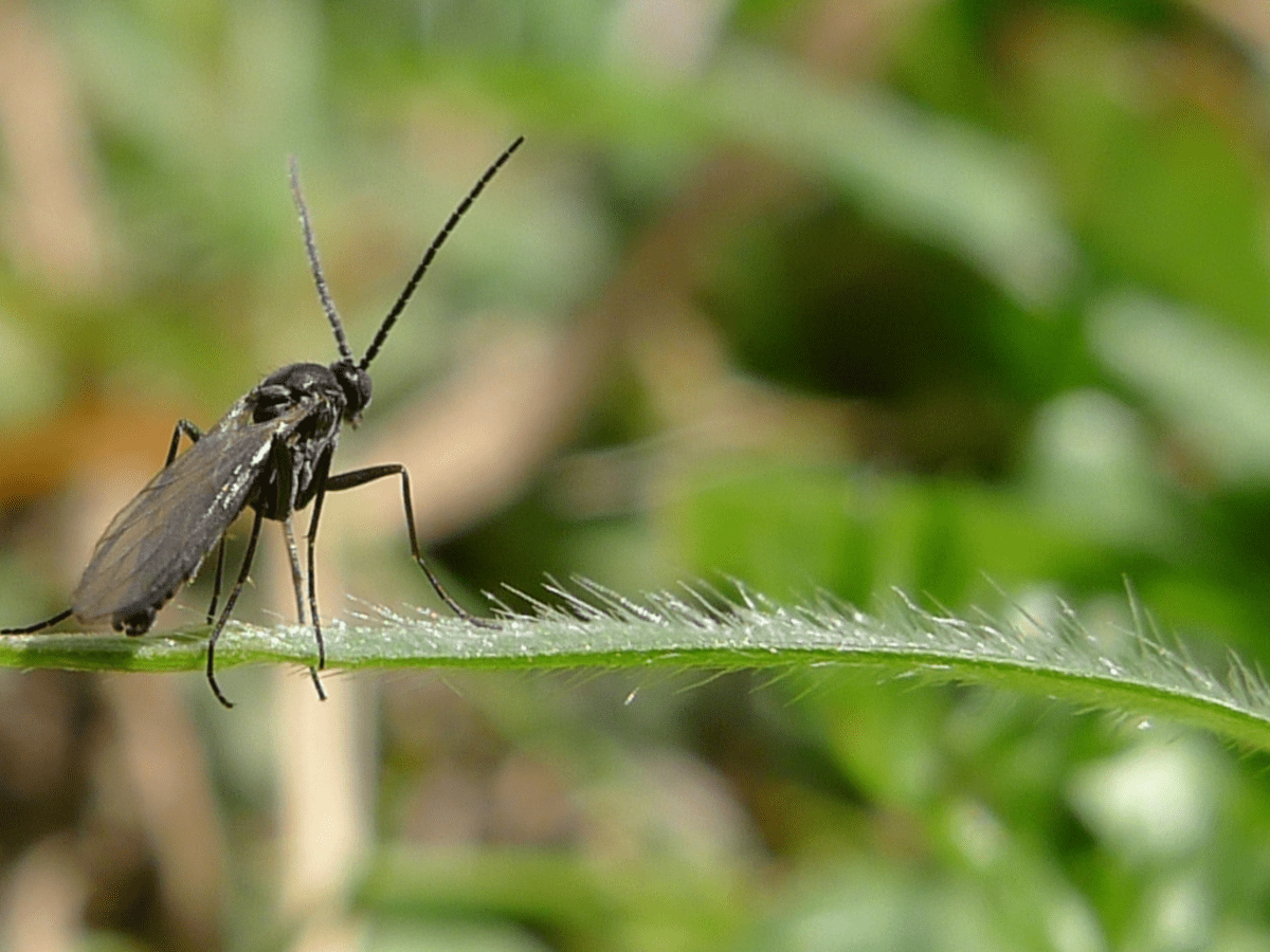 Fungus Gnats How to Get Rid of These Small Black Flies in Your