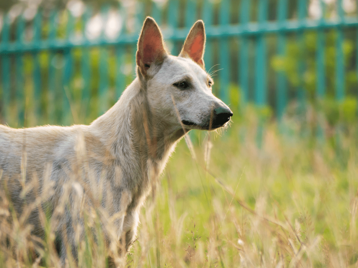 Best dog food for hair clearance loss