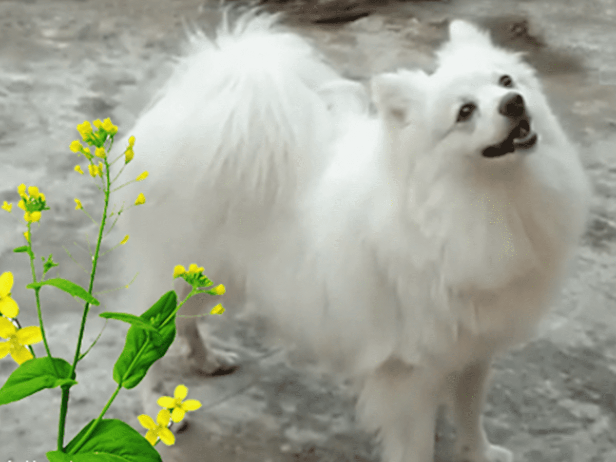 Pomeranian store indian breed