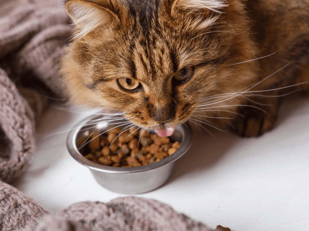 When can cats 2024 eat solid food