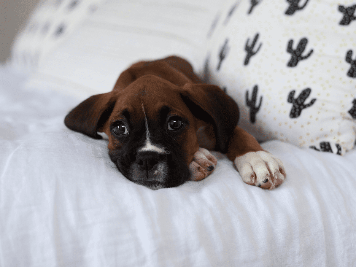 How to make 2024 puppy sleep alone