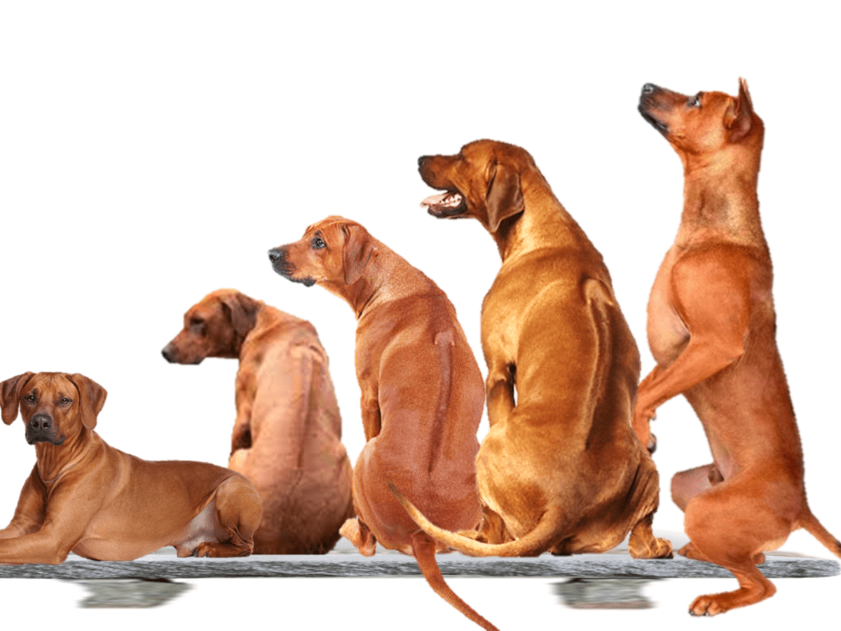 Different types hot sale of ridgebacks