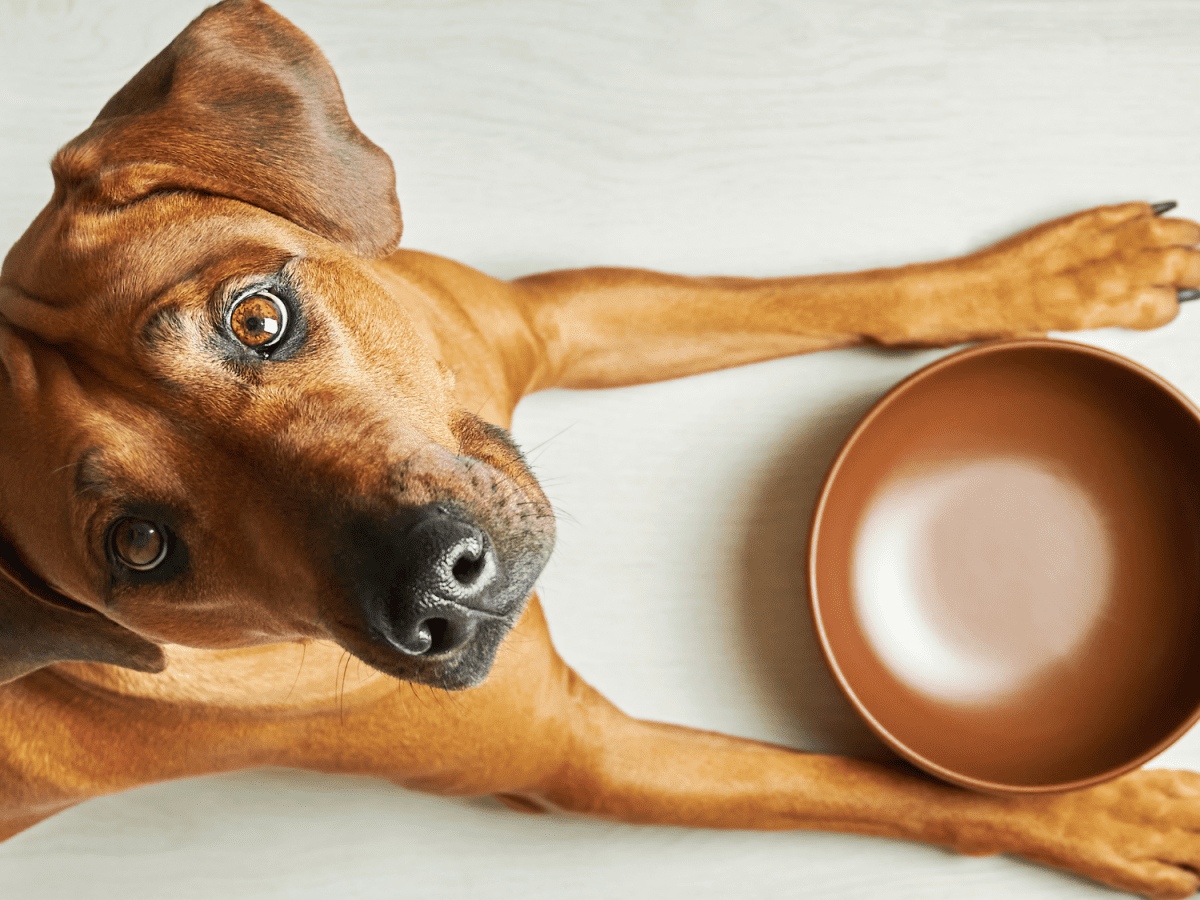 What to do if my dog ate spicy food sale