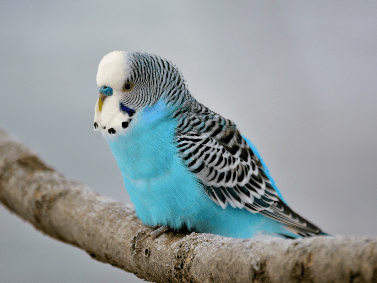 How to Care for Your Pet Budgie PetHelpful