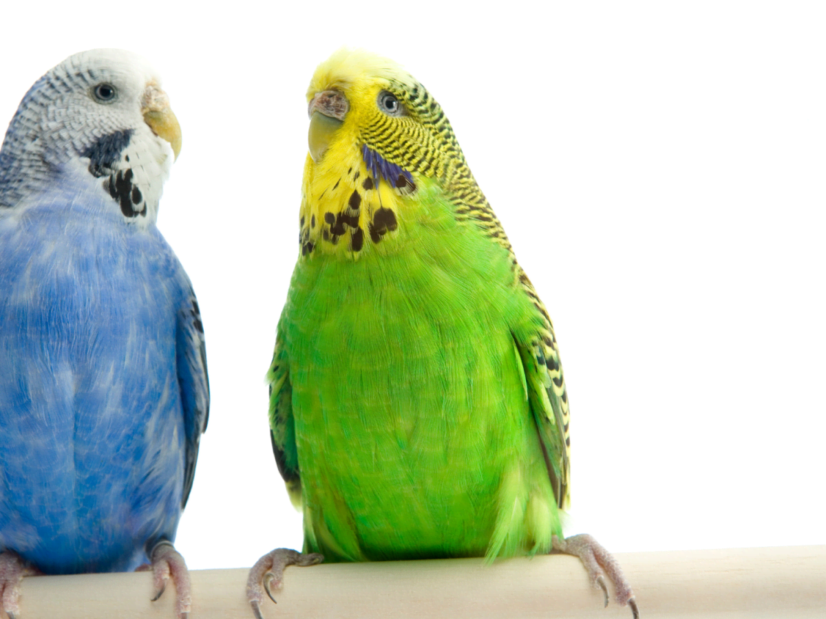 Budgerigar diet discount