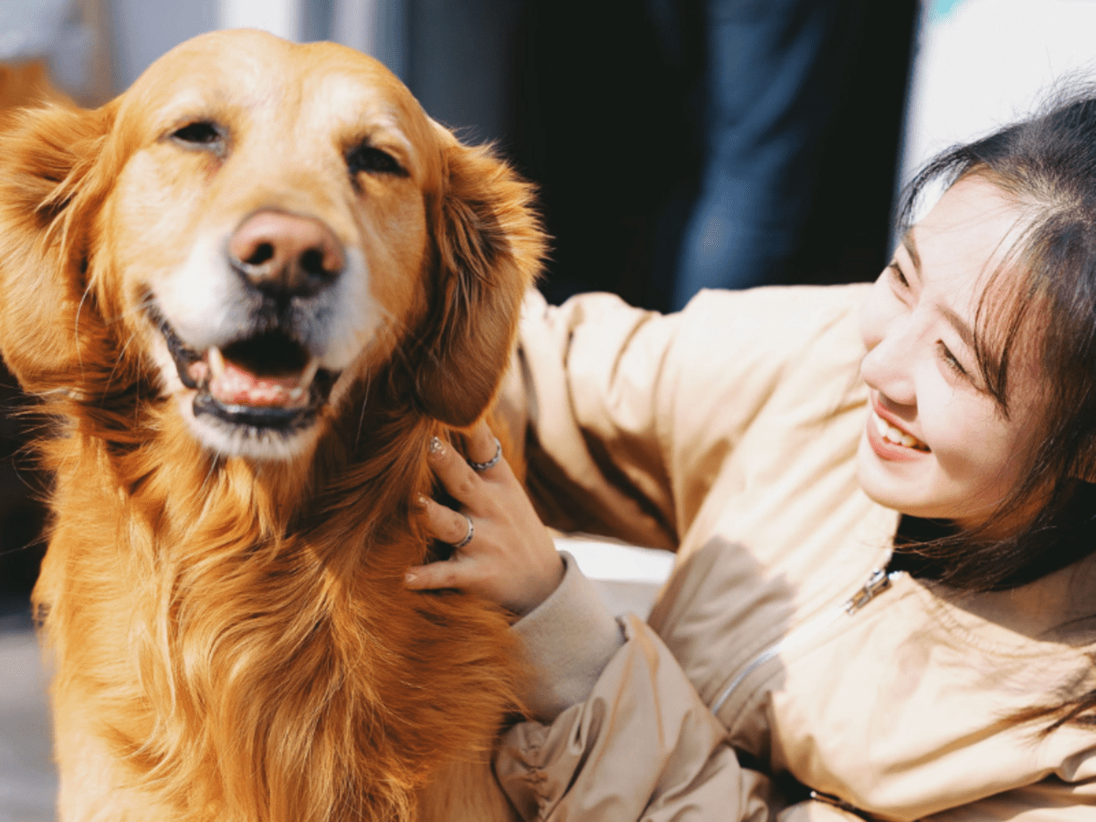 Hip dysplasia in golden best sale retriever puppy