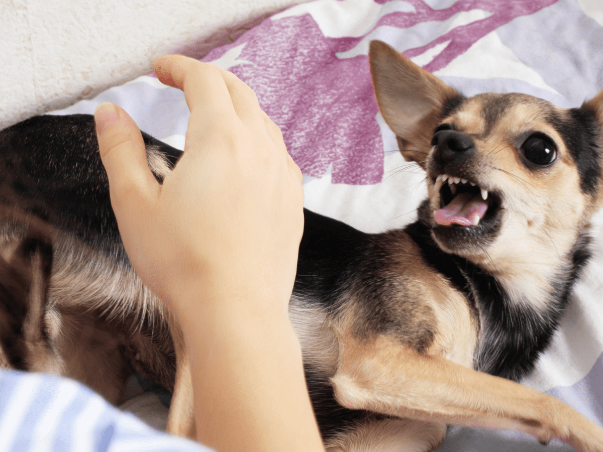 Puppy biting my store hands