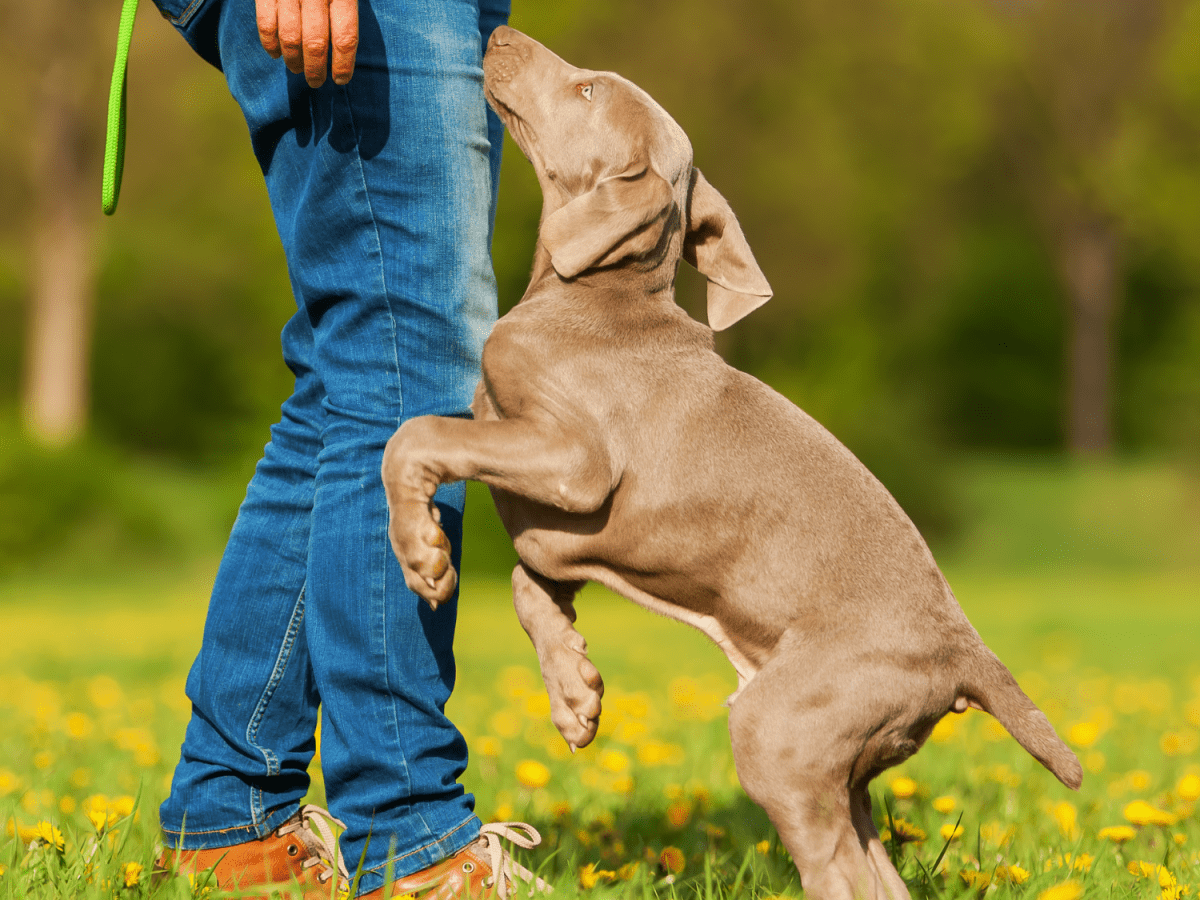 Stop puppy jumping store up