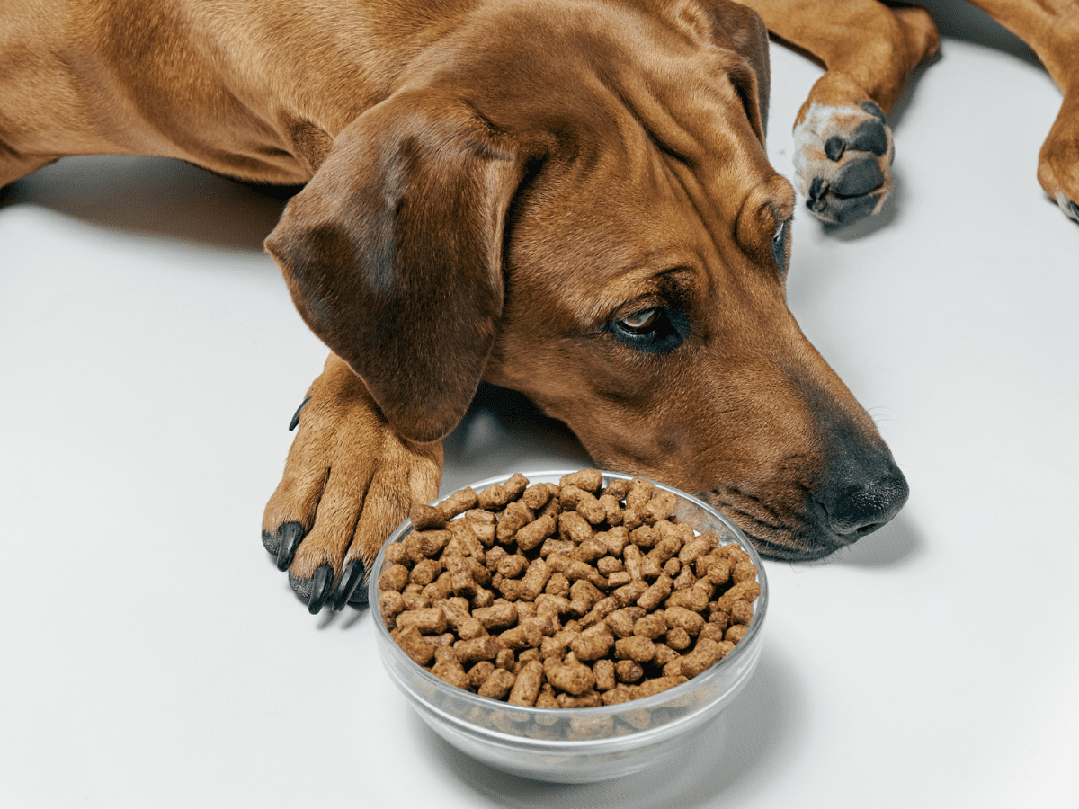 Puppy stopped best sale eating dry food