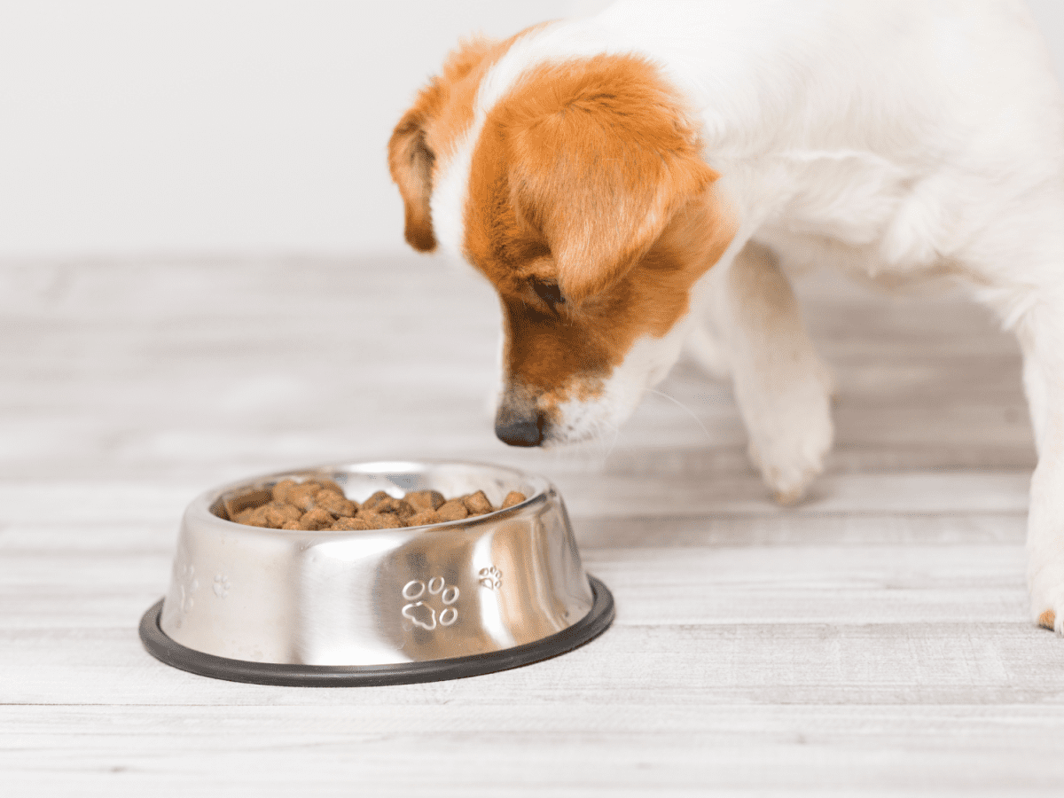 Do Processed Dog Foods Cause Cancer PetHelpful