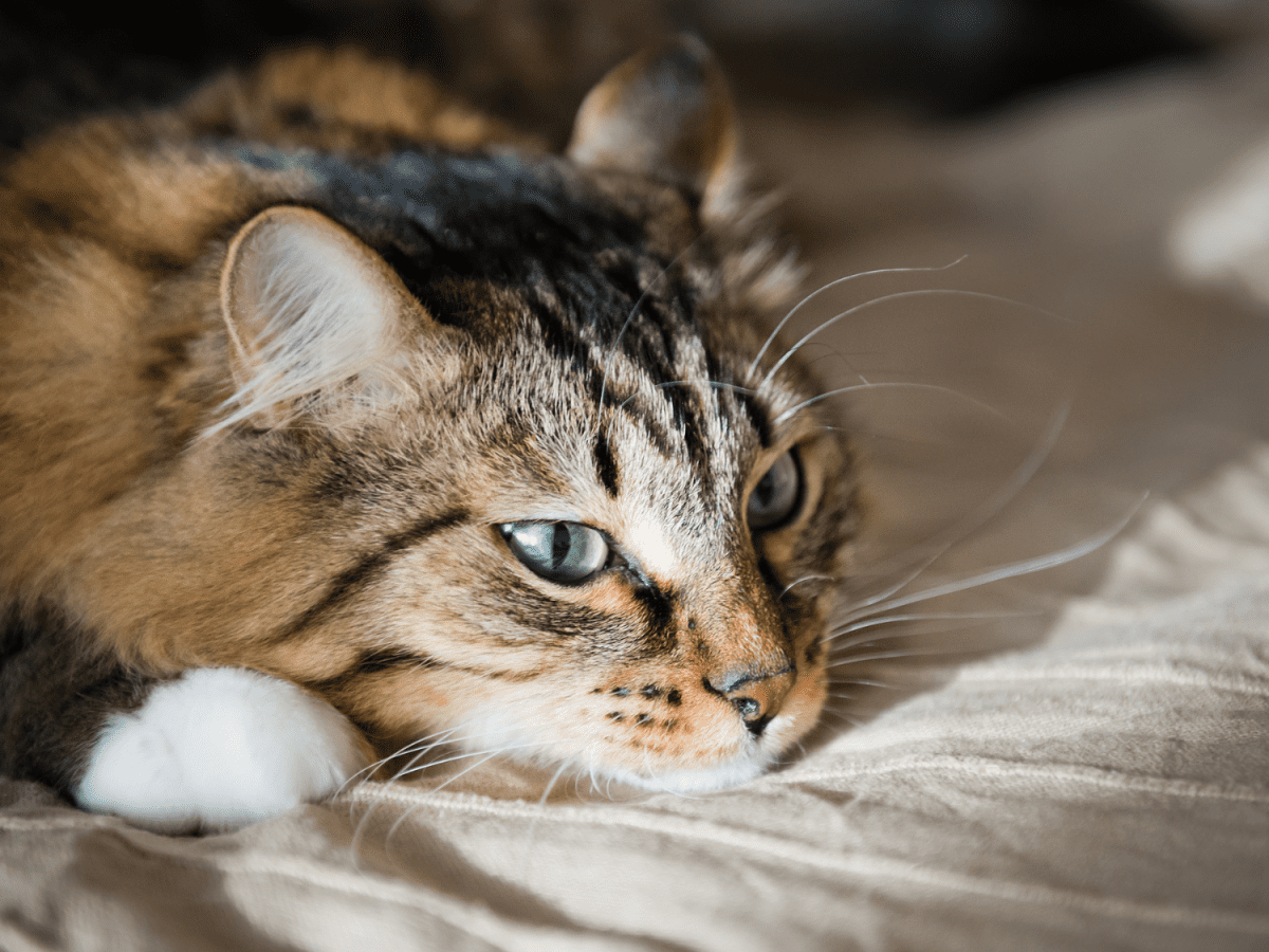 Cat vomiting clear liquid with outlet blood