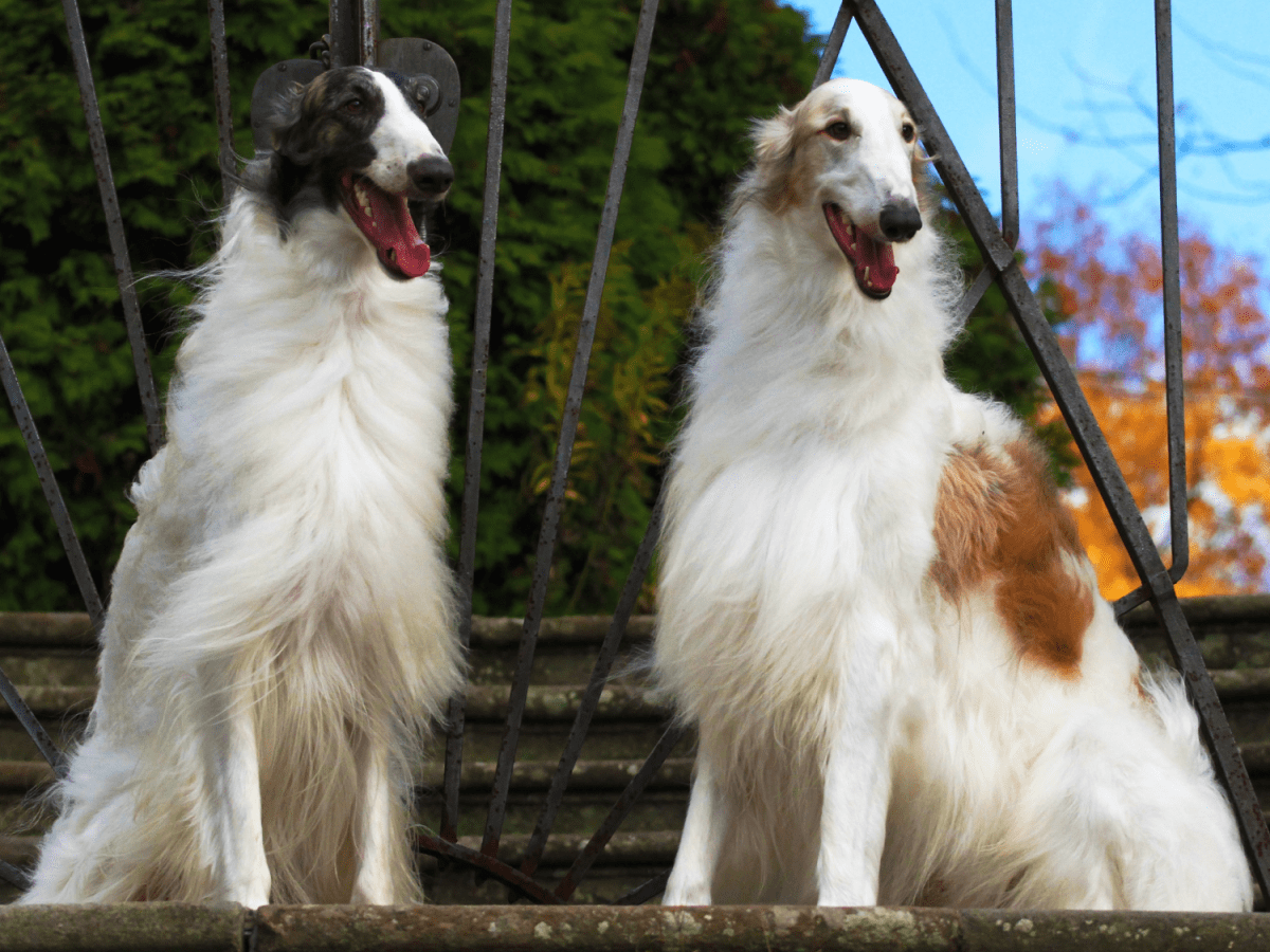 What is hot sale a borzoi