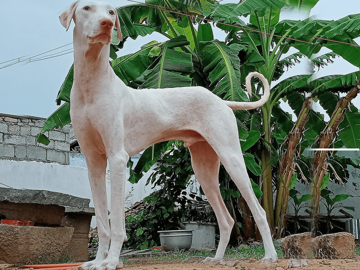 Rajapalayam dog cheap in tamil