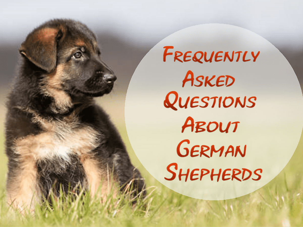 500 german best sale shepherd puppies