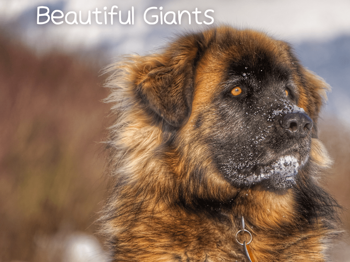 Leonberger store dog size