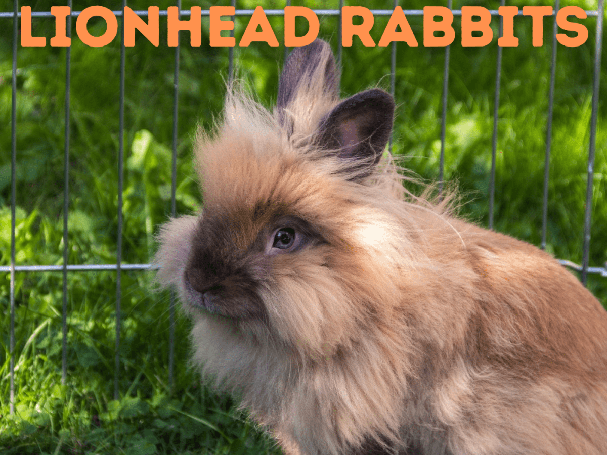 Lionhead hot sale rabbit rabbits