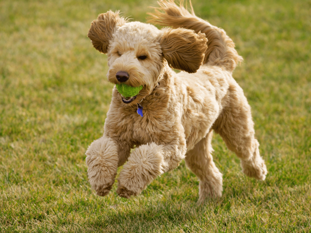 How fashion to calm a golden retriever down