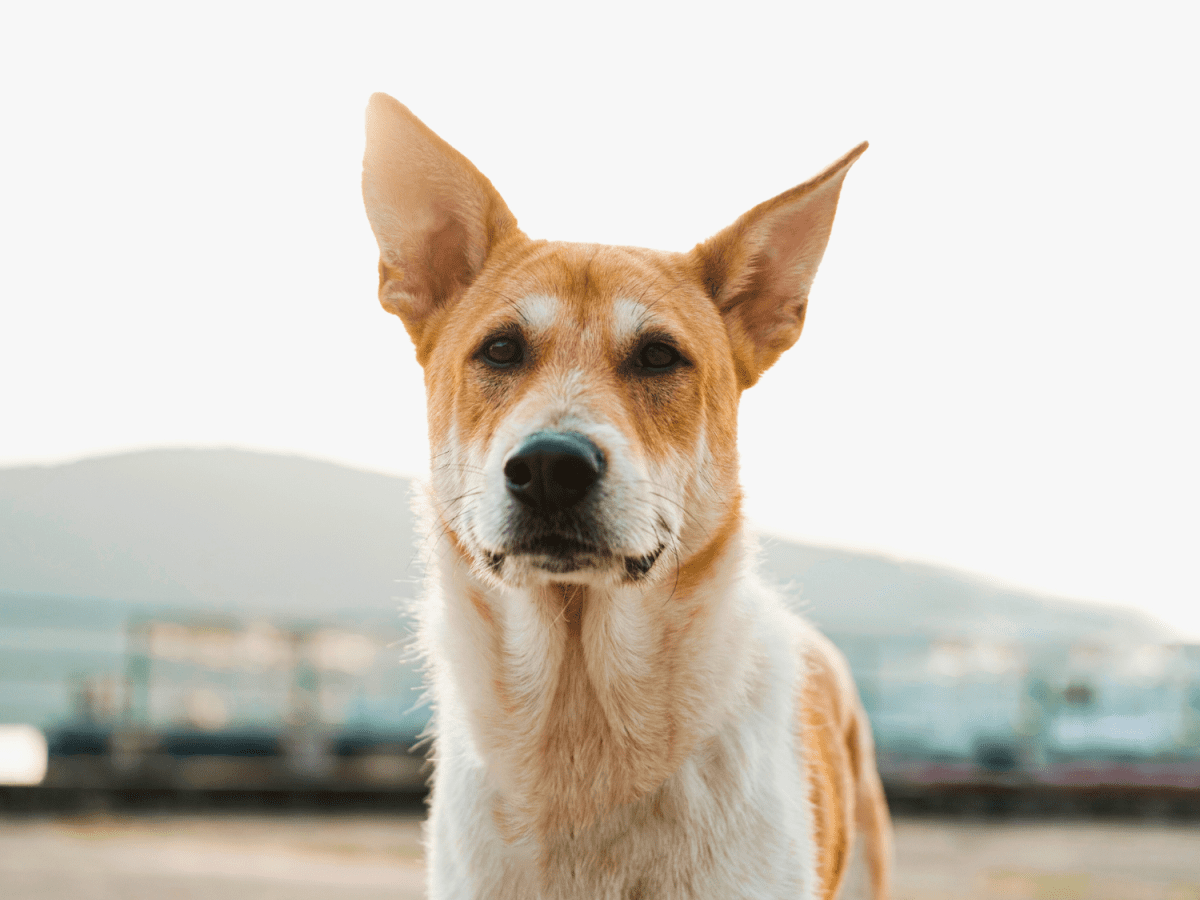 Dog breeds fashion with freckles