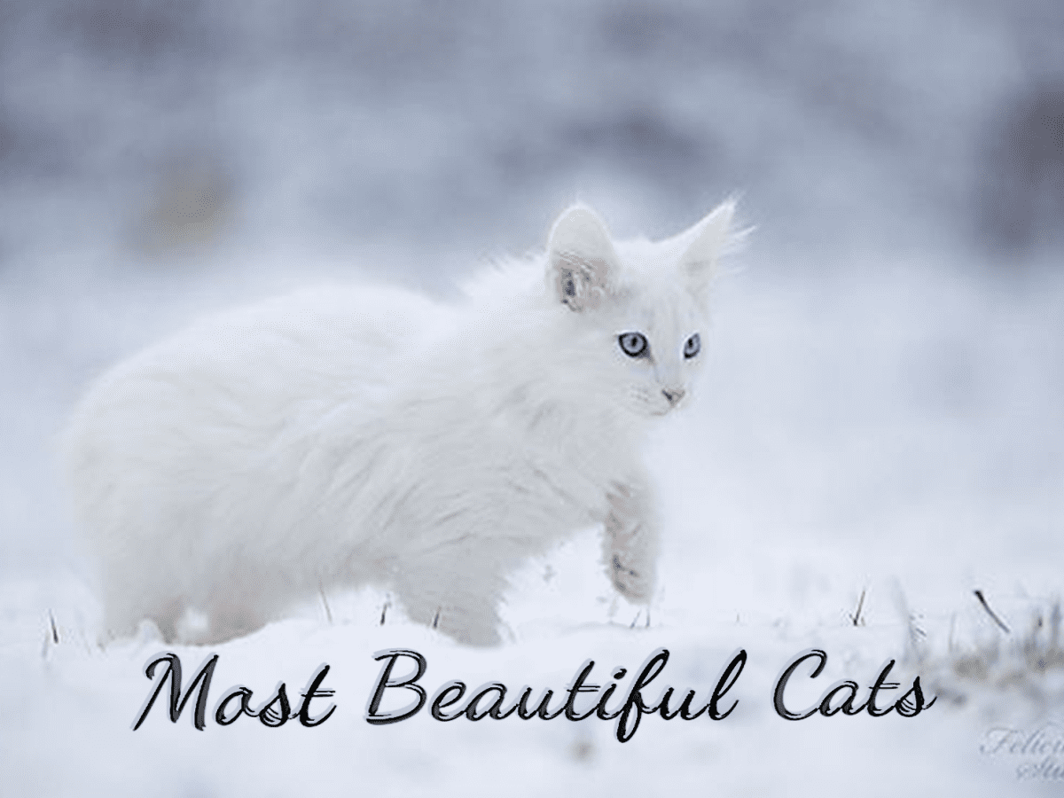 Most store beautiful felines