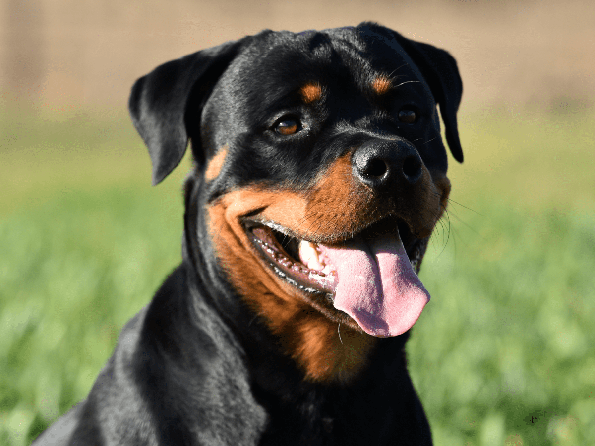 Rottweiler information 2024