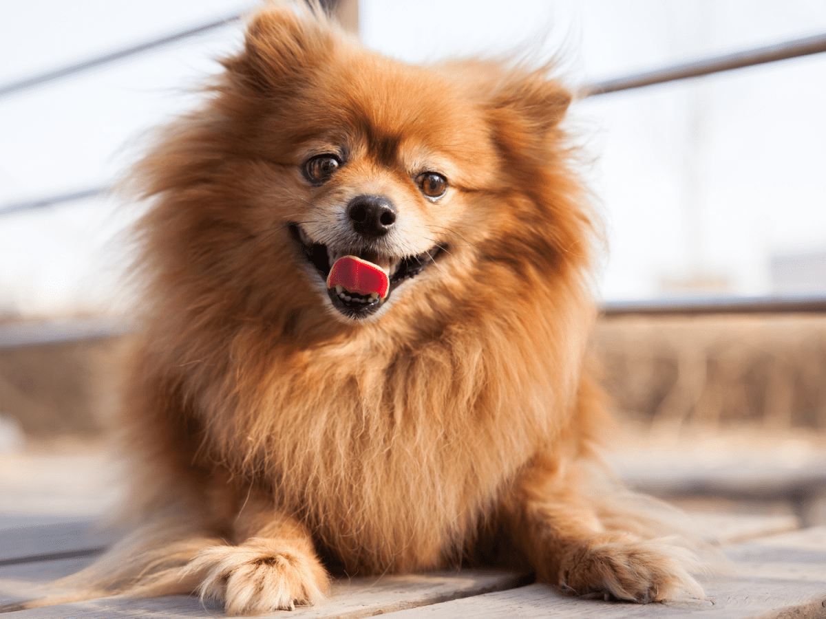 Pomeranian breathing hot sale fast