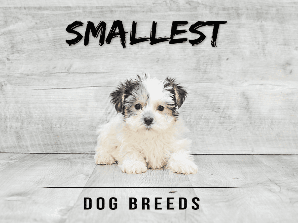 The tiniest best sale dog breed