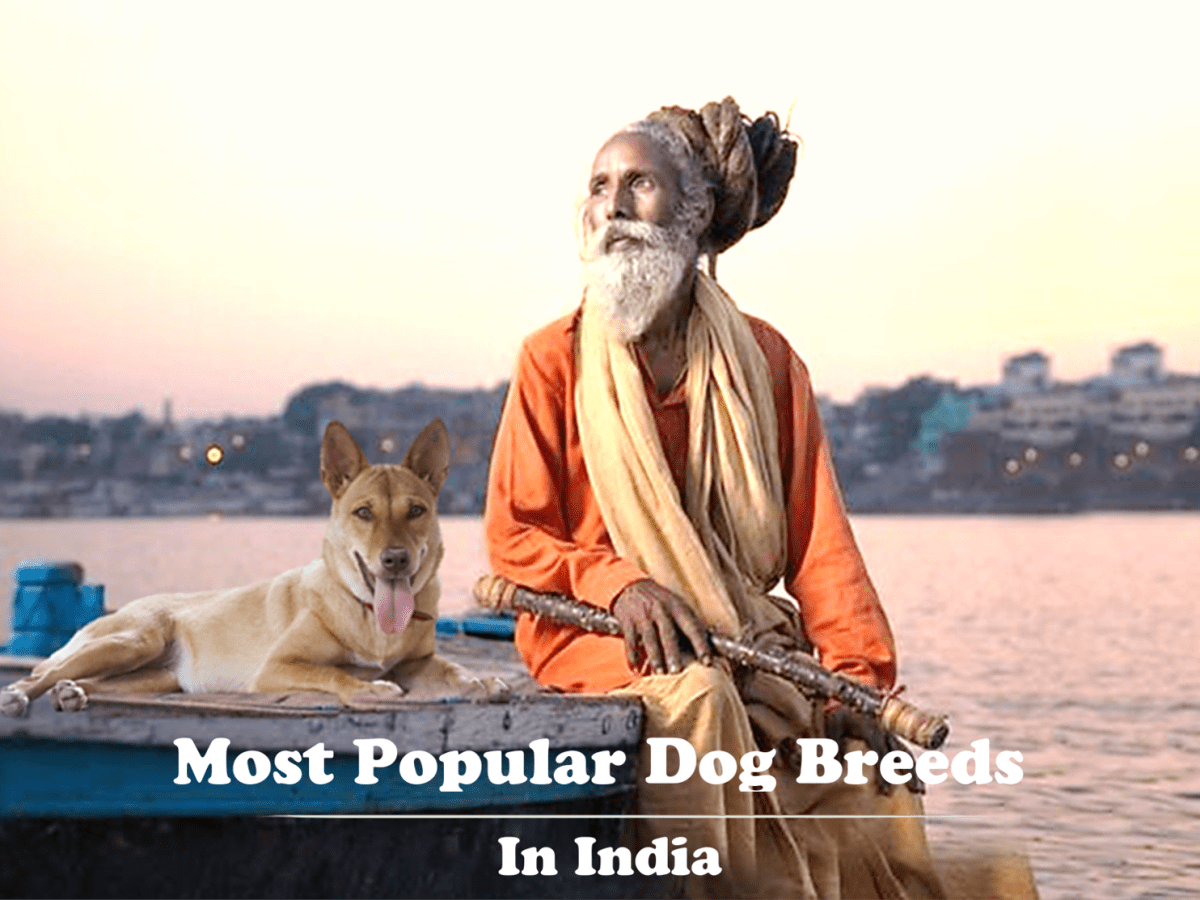 Budget friendly 2024 dog breeds