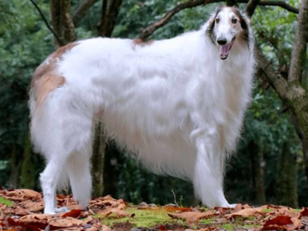 Tall grey 2024 dog breed