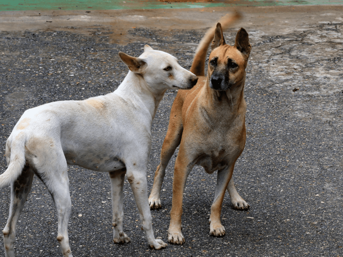 Do female dogs still go in heat store after being spayed