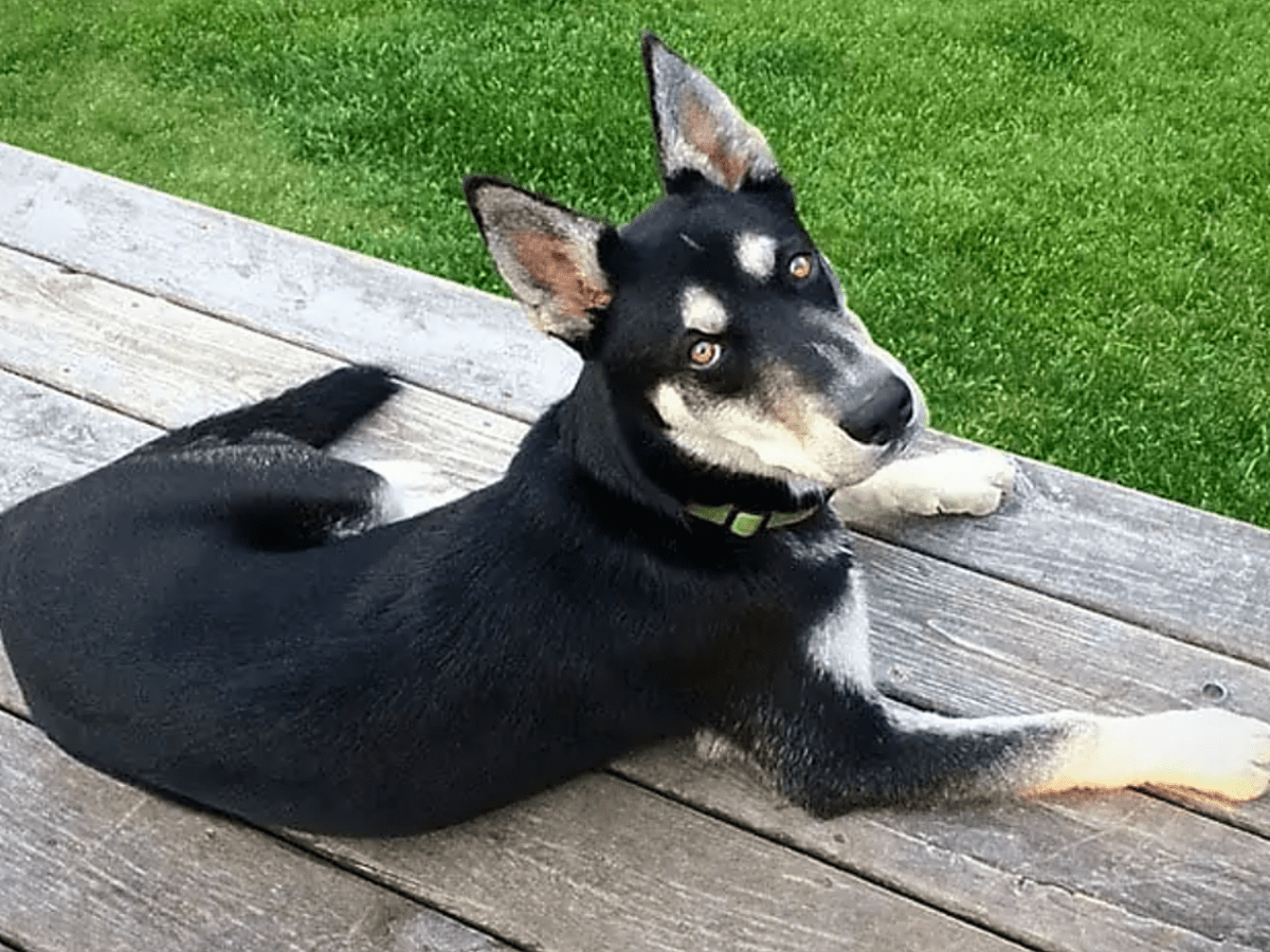 Different retailer types of husky mixes