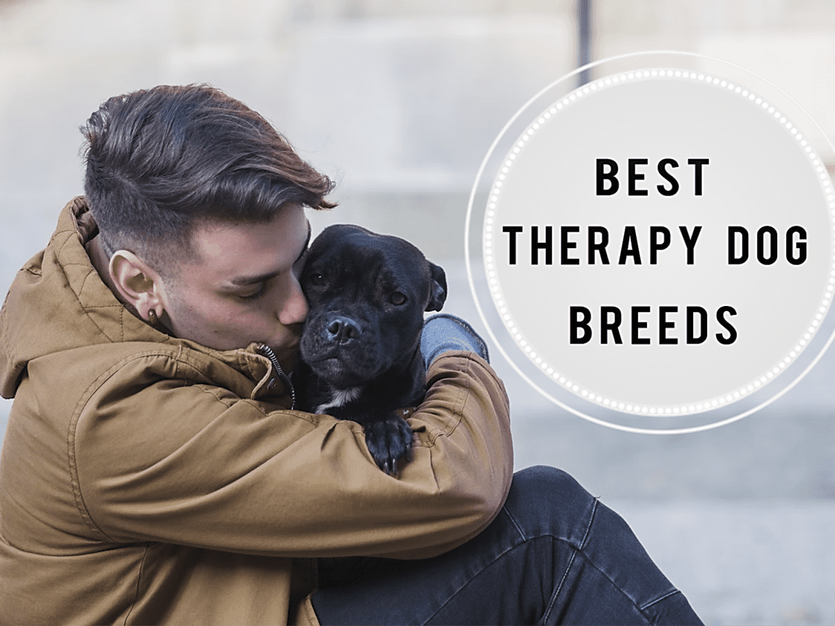 Therapeutic dog hot sale breeds