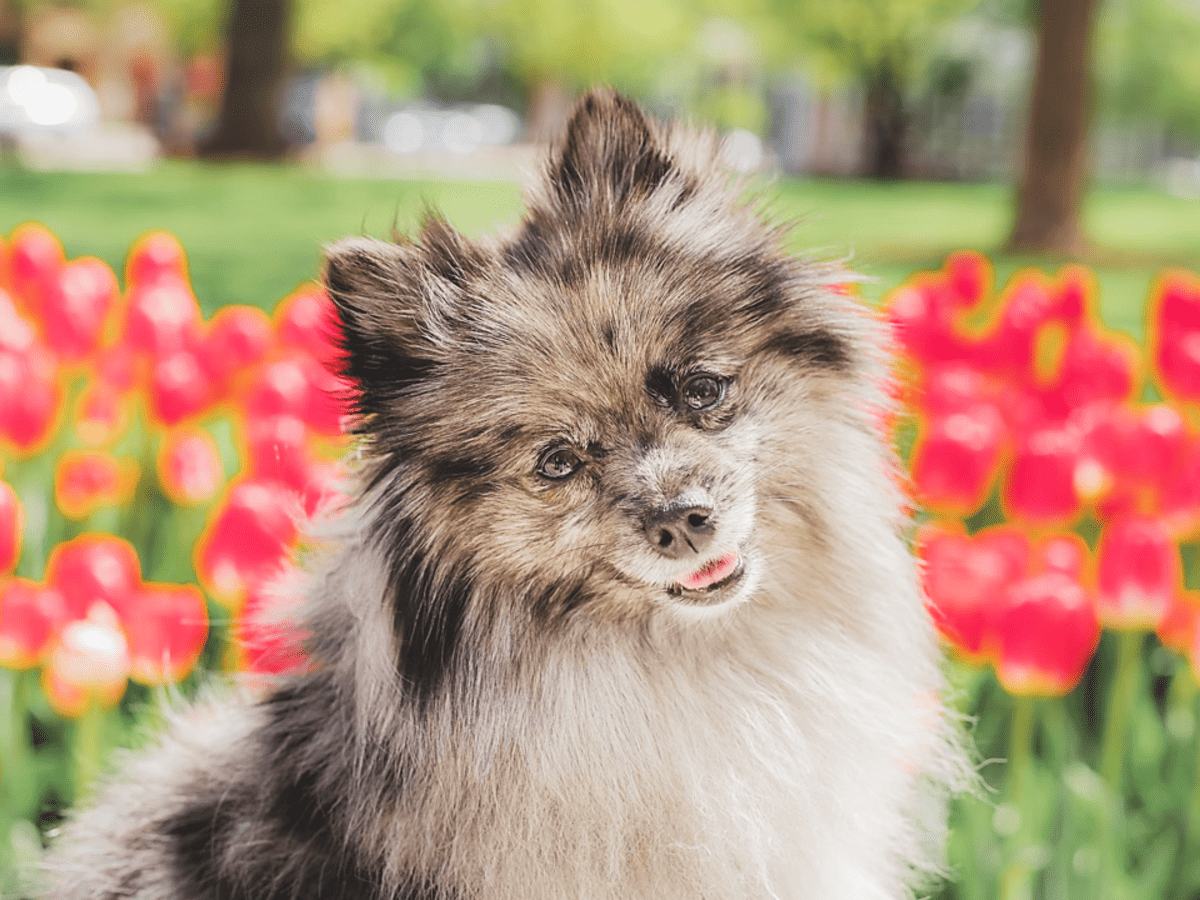 Red merle hot sale pomeranian