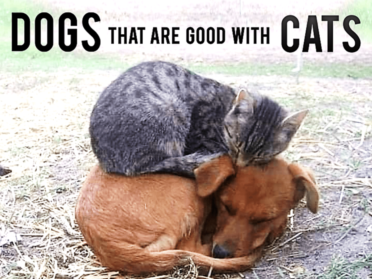 Dogs good hot sale with cats