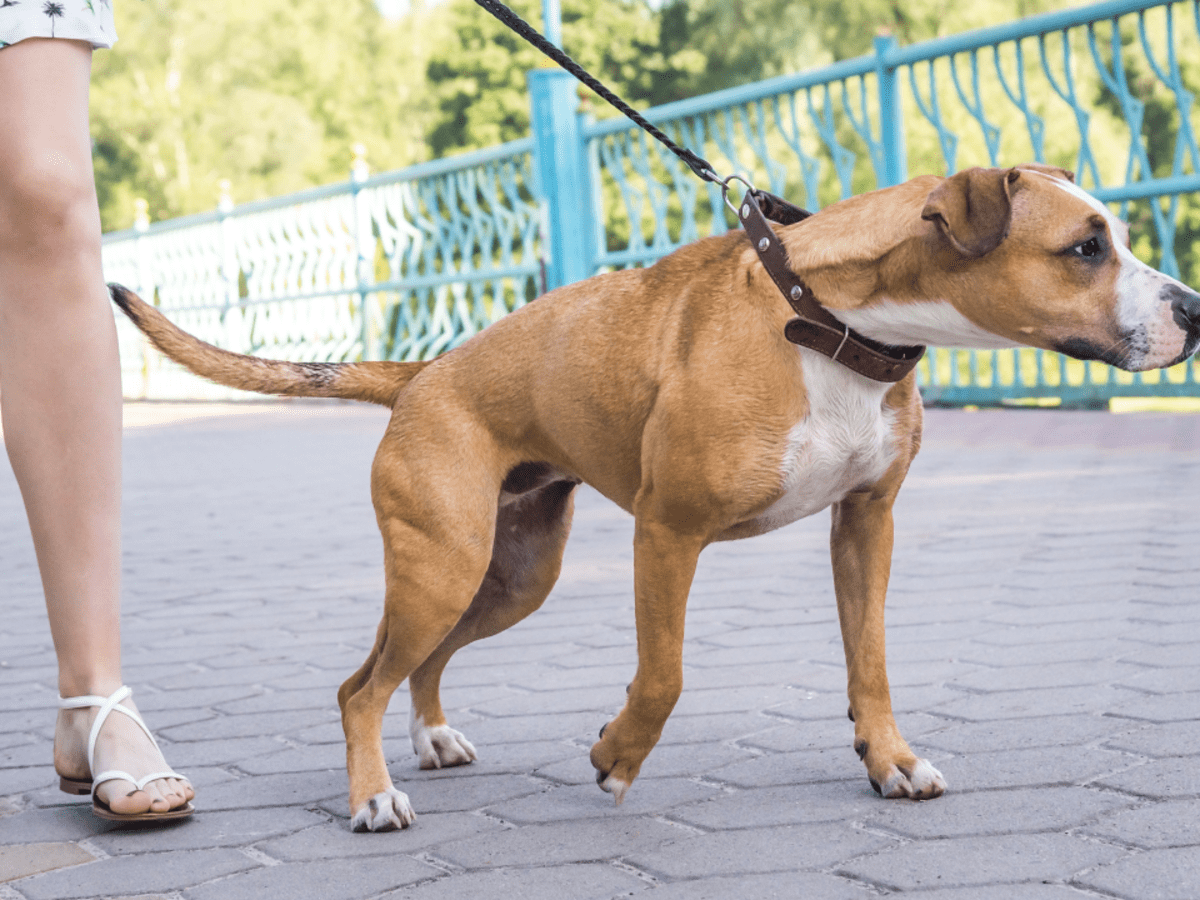 How to train your clearance dog to ignore other dogs