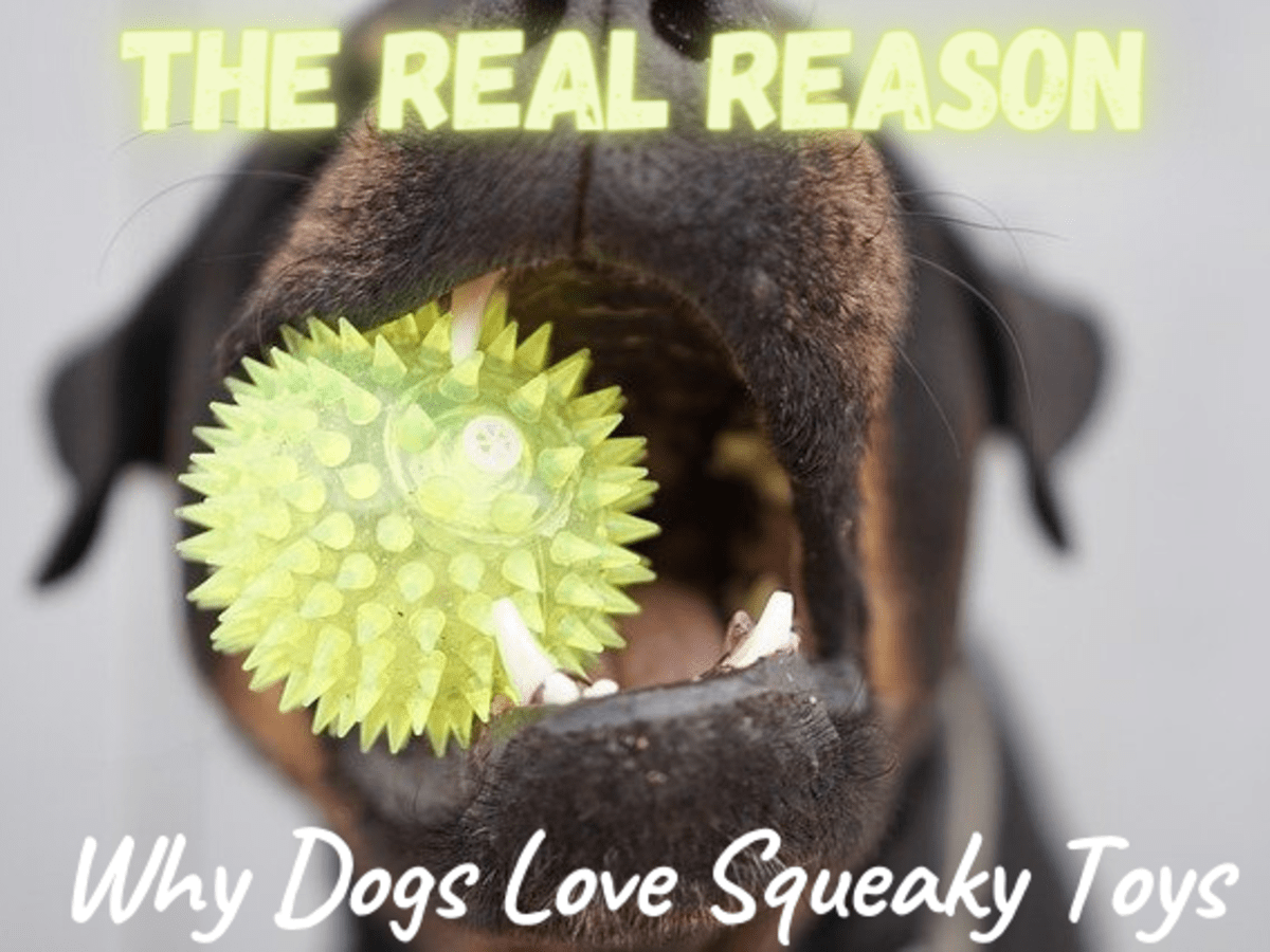dog ate plastic squeaker toy