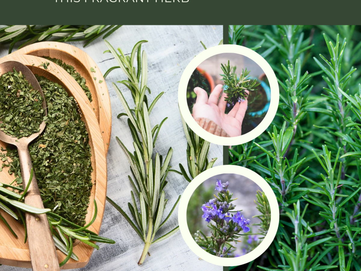 rosemary-101-tips-for-planting