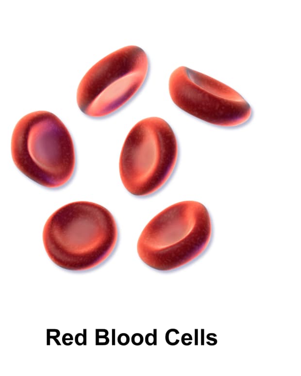 some-red-blood-cell-facts