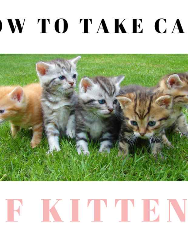 Newborn Kittens: What You Need to Know - PetHelpful