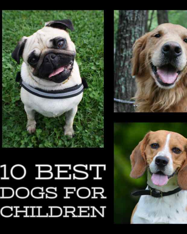 10-best-dogs-for-children