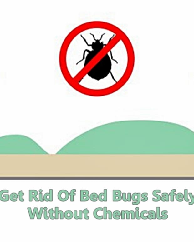 How To Get Rid Of Bed Bugs: A Low-Cost DIY Extermination Without Toxic ...