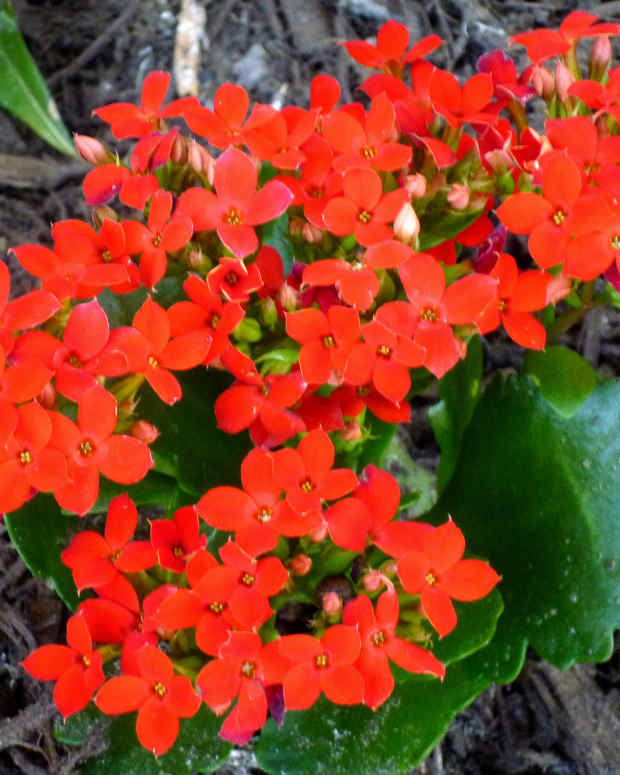 whats-blooming-in-our-houston-garden-in-october