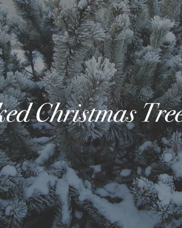 flocked-christmas-trees