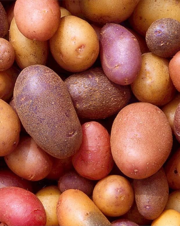 solanine-green-potatoes-and-arthritis