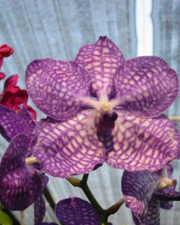 Introducing Orchid Care for Beginners Dengarden Home and Garden