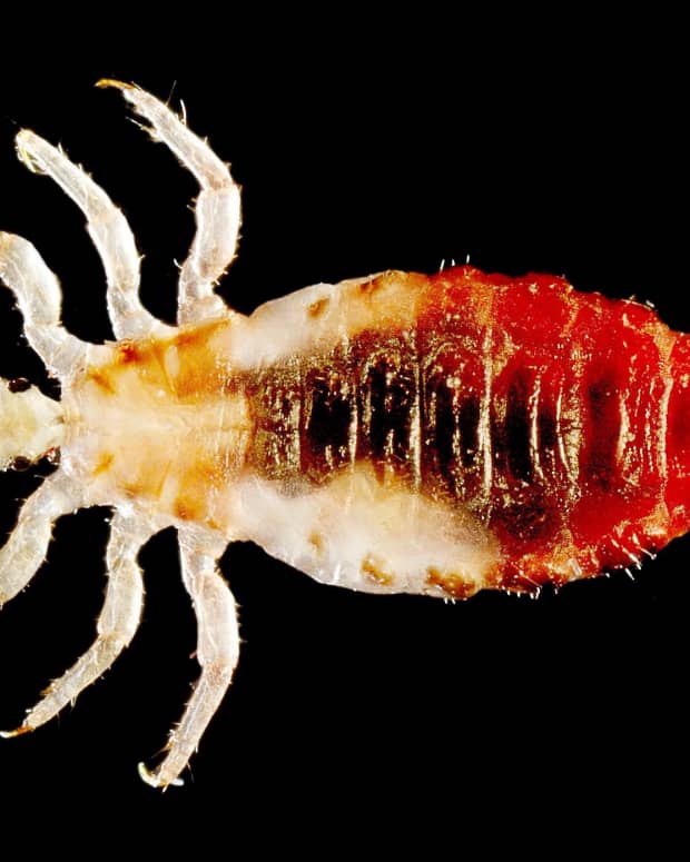 lice-fleas-and-typhus