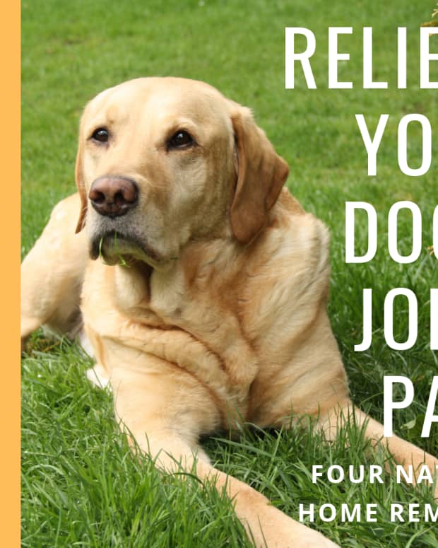natural-remedies-for-your-dogs-joint-problems