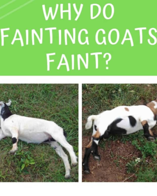 why-do-fainting-goats-faint