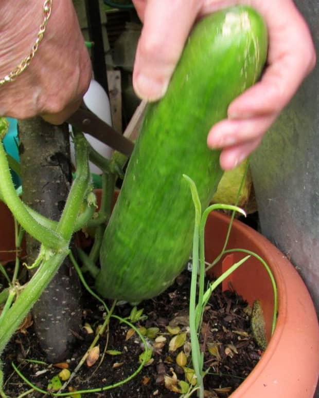 how-do-you-grow-cucumbers-in-pots-small-gardens-to-growing-garden-plant-need-produce-fruit-space